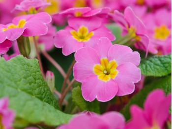 Primula acaulis 'CANDY PINKS'