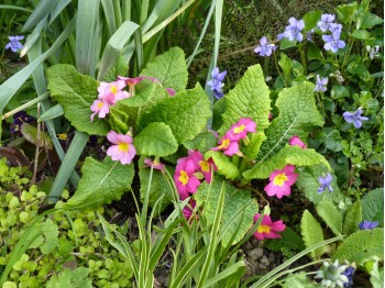 Primula vulgaris 'CANDY PINKS'