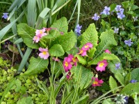 Primula vulgaris 'CANDY PINKS'