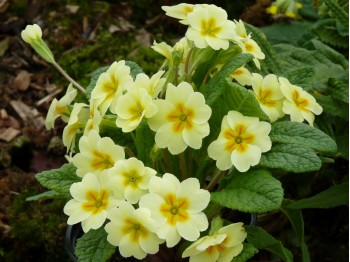 Primula acaulis 'TRADITIONAL YELLOWS'