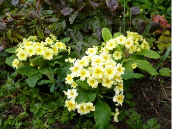 Primula vulgaris 'TRADITIONAL YELLOWS'