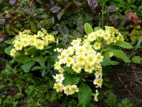 Primula vulgaris 'TRADITIONAL YELLOWS'