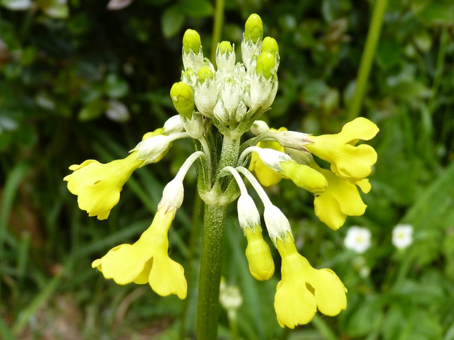 Primula smithiana