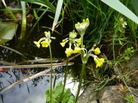 Primula smithiana