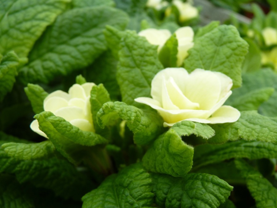 Primula JACK IN THE GREEN - Crème