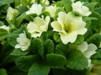 Primula JACK IN THE GREEN - Crème