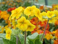 Primula HARVEST YELLOWS