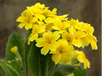 Primrose HARVEST YELLOWS