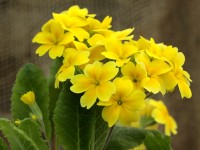 Primrose HARVEST YELLOWS