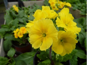 Primula x polyanthus HARVEST YELLOWS