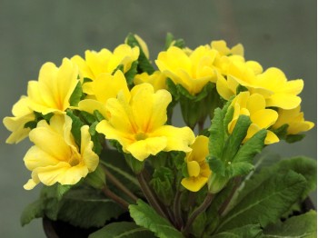 Primrose JACK IN THE GREEN - Yellow