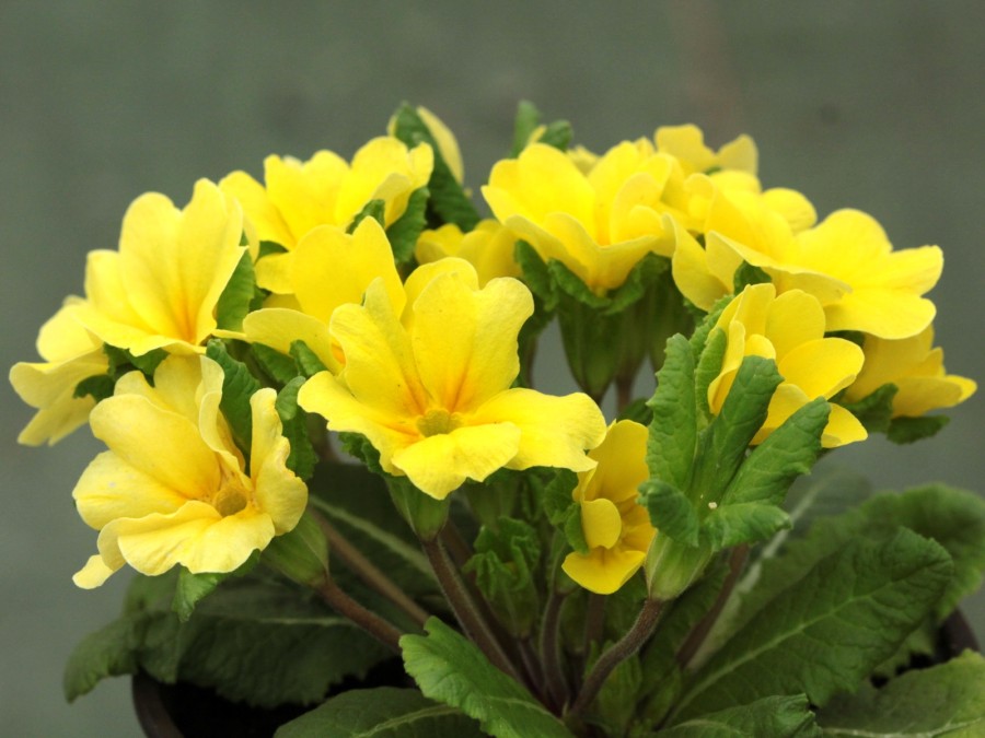 Primula JACK IN THE GREEN - Jaune