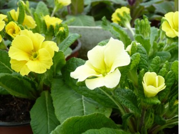 Primula JACK IN THE GREEN - Jaune