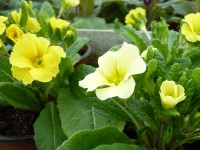 Primula JACK IN THE GREEN - Jaune