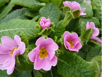 Primula JACK IN THE GREEN - Rose