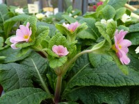 Primula JACK IN THE GREEN - Rose