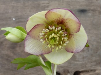 Helleborus x hybridus 'Barnhaven Hybrids' - Single Apricot Strain