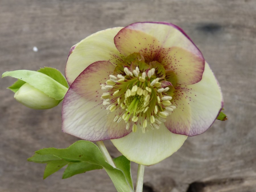 Helleborus x hybridus 'Barnhaven Hybrids' - Abricot