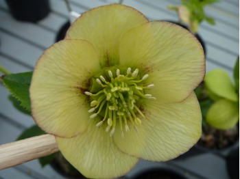 Helleborus x hybridus 'Barnhaven Hybrids' - Single Apricot Strain