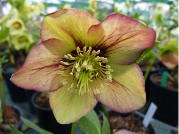 Helleborus x hybridus 'Barnhaven Hybrids' - Single Apricot Strain