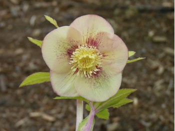 Helleborus x hybridus 'Barnhaven Hybrids' - Single Apricot Strain