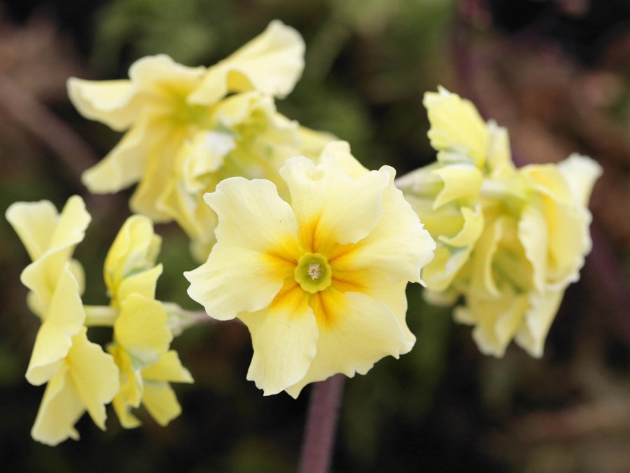 Primula HOSE IN HOSE - Yellows