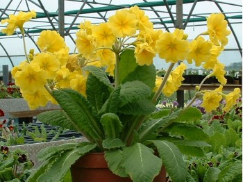 Primula HOSE IN HOSE - Yellows