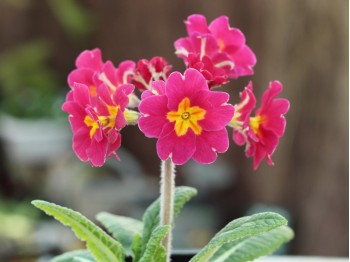 Primula HOSE IN HOSE - Pinks