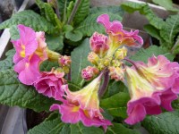 Primula HOSE IN HOSE - Rosa