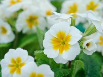 Primula WINTER WHITE