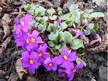 Primula MAGENTA