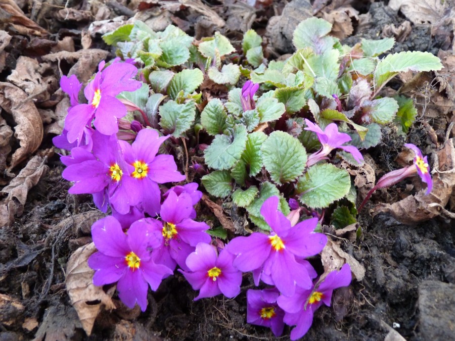 Primula MAGENTA