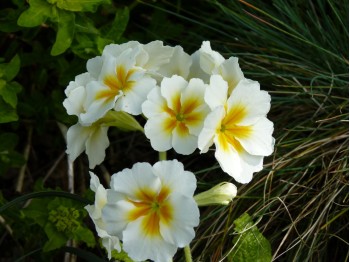 Primula WINTER WHITE