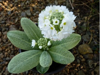 Primula denticulata - white