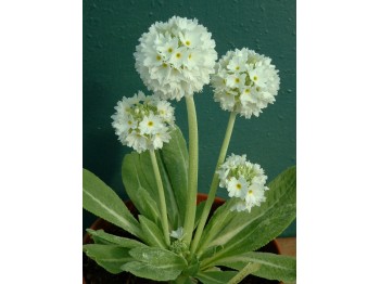 Primula denticulata - white