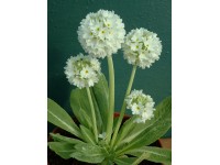 Primula denticulata - white