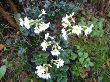 Primula pruhoniciana LADY GREER