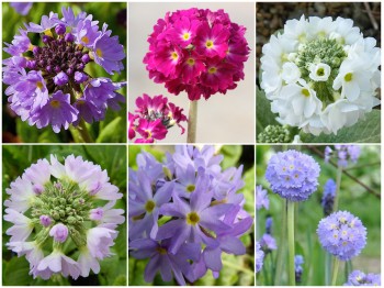 Primula denticulata - mixed seed