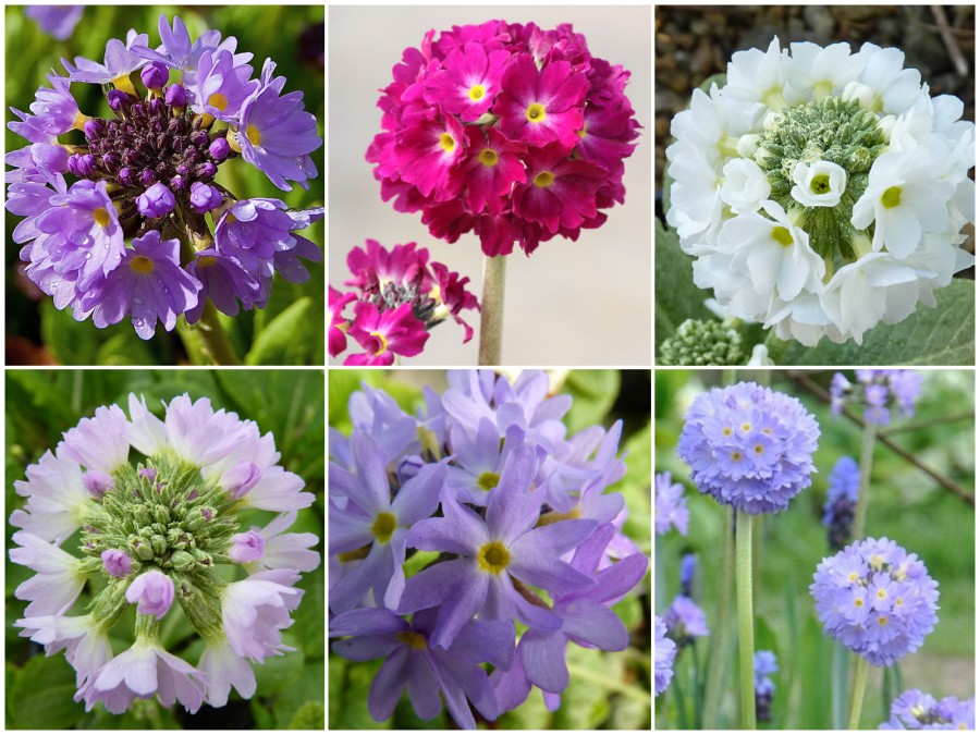 Primula denticulata - mixed seed