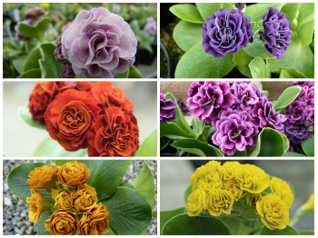 NAMED DOUBLE AURICULAS Plant collection