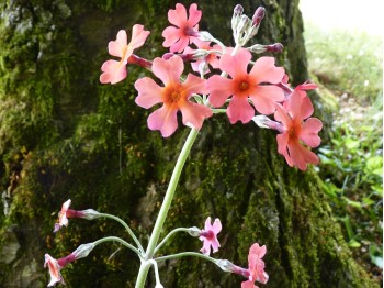 Primula pulverulenta x P. cockburniana