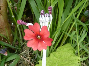 Primula pulverulenta x P. cockburniana