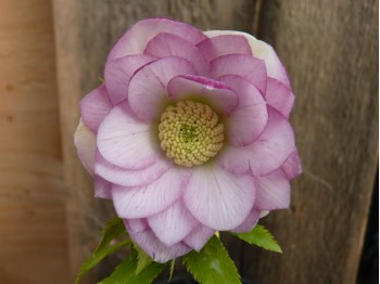 Helleborus x hybridus 'Barnhaven hybrids' Double Pink Shades