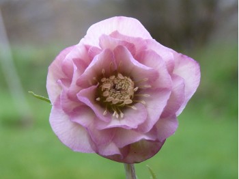 Helleborus x hybridus 'Barnhaven hybrids' Double Pink Shades