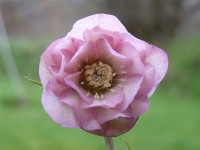 Helleborus x hybridus 'Barnhaven hybrids' Double Pink Shades