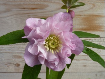 Helleborus x hybridus 'Barnhaven hybrids' Double Pink Shades