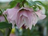 Helleborus x hybridus 'Barnhaven hybrids' Double Pink Shades