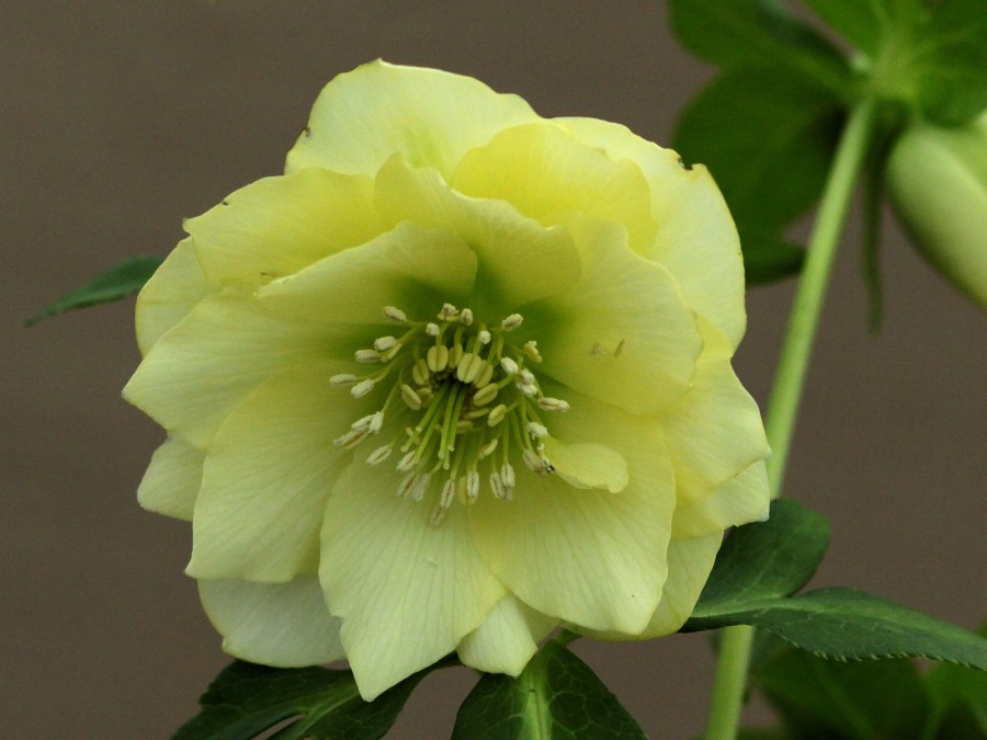 Helleborus x hybridus 'Barnhaven hybrids' Double Yellow Shades