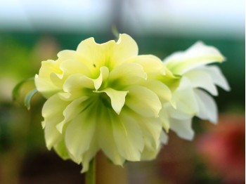 Helleborus x hybridus 'Barnhaven hybrids' Double Yellow Shades