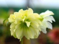 Helleborus x hybridus 'Barnhaven hybrids' Double Yellow Shades